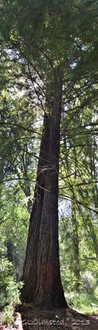 CA Redwood Hogsback Arboretum SA