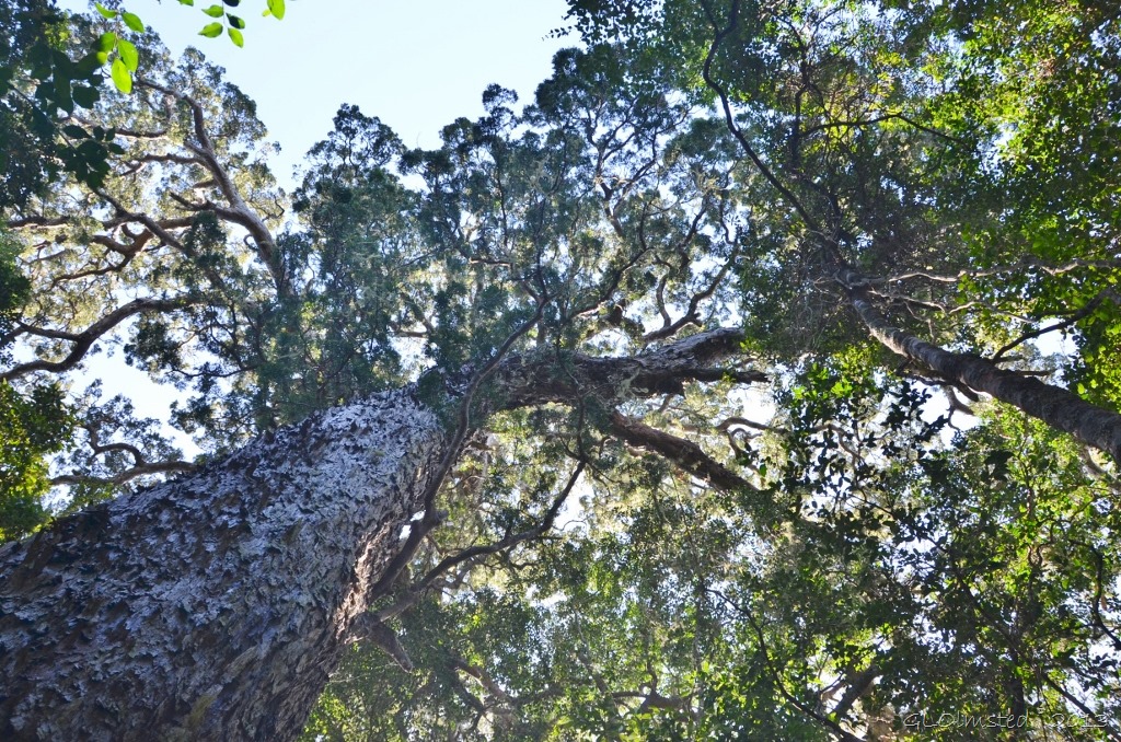Big Tree Onteniqua yellowwood tree Wild Spirit Nature's Valley SA