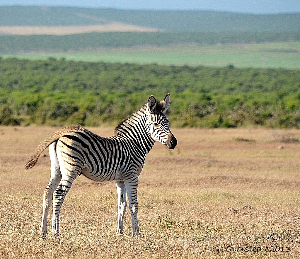 Zebra Addo Elephant NP SA