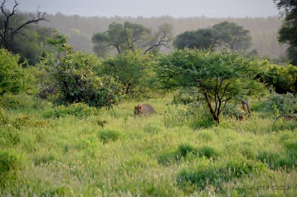 Lions Kruger NP SA