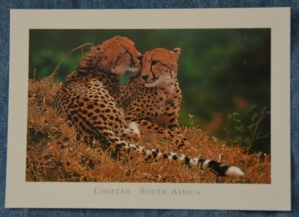Cheetah postcard from SA