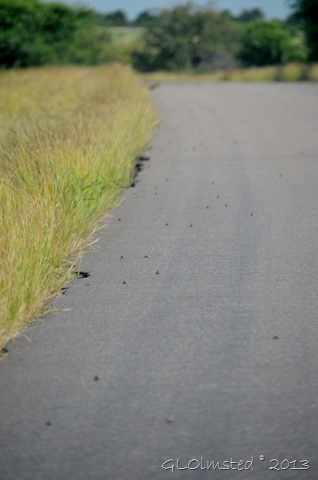 Frogs on road at Kruger NP SA