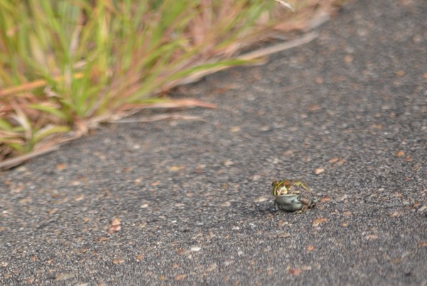 Frog on road Kruger NP SA