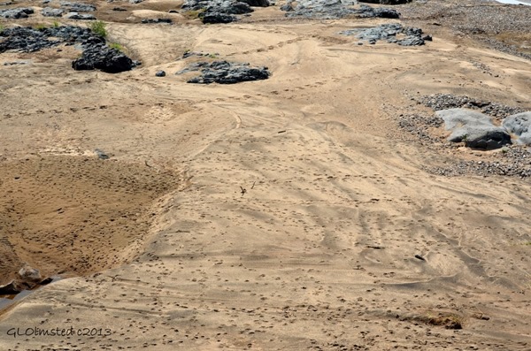 Animal tracks in sand Kruger NP SA