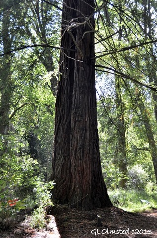 California Redwood Hogsback Arboretum Hogsback South Africa