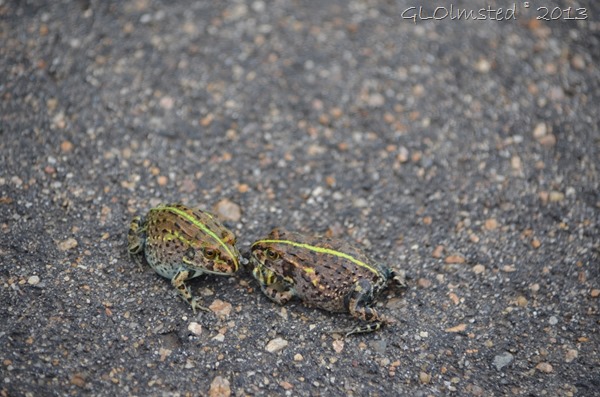 Two frogs fighting over food Kruger NP SA