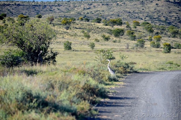 Gray Heron Mt Zebra NP Eastern Cape SA