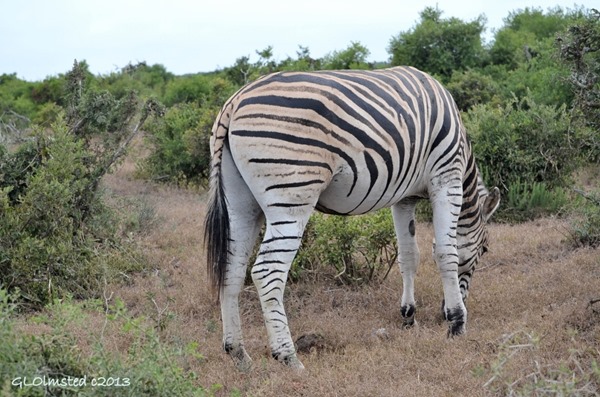 Burchell's Zebra Addo Elephant NP SA