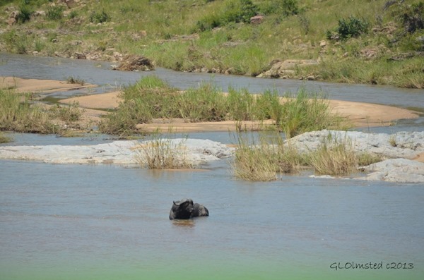 Buffalo in river Kruger NP SA