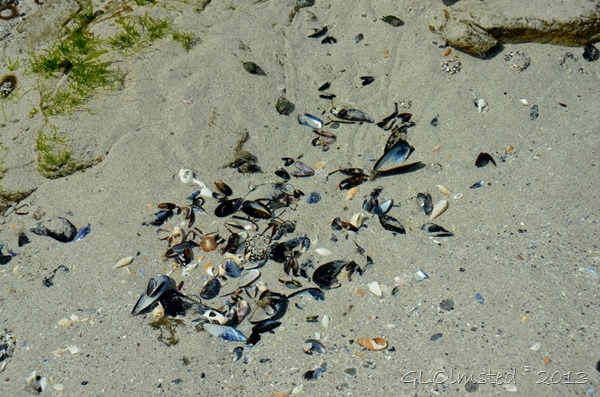 Shells on beach West Coast NP Langebaan SA