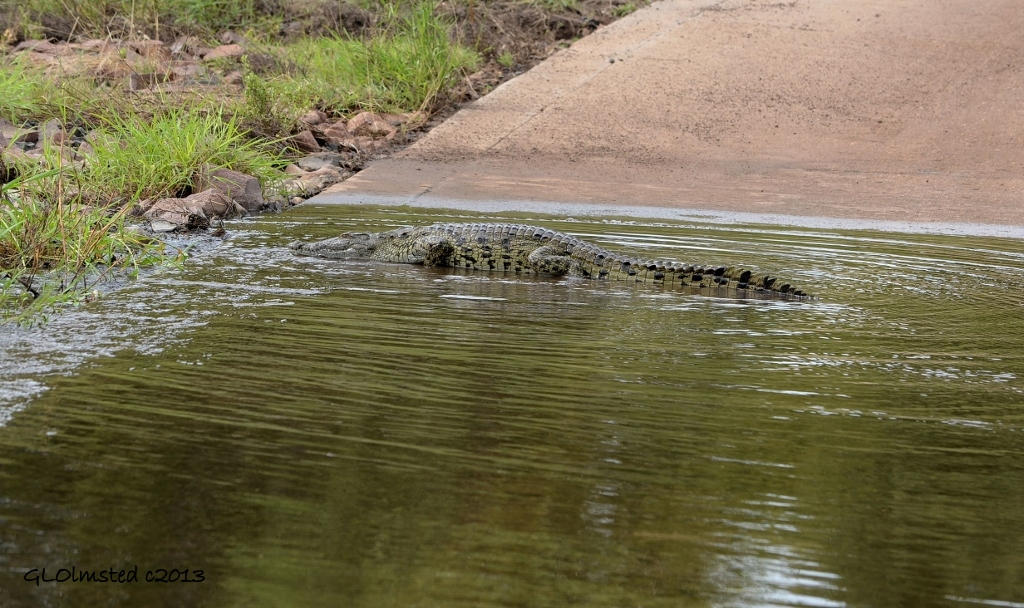 Crocodile Kruger NP SA
