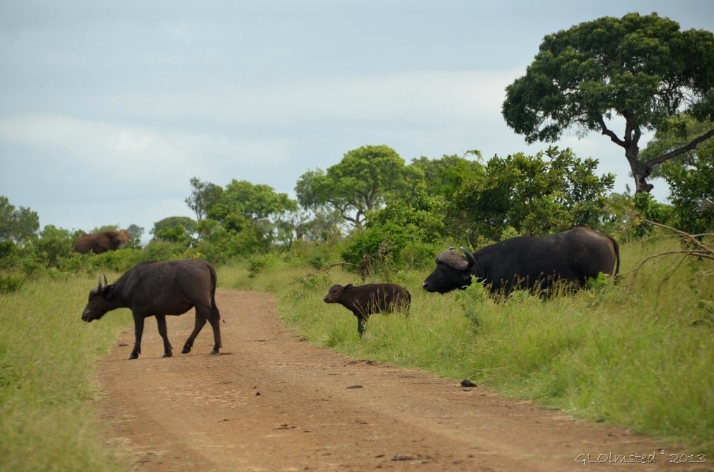 African Buffalos Kruger NP SA