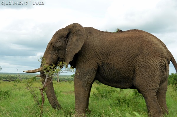 Elephant Kruger NP SA