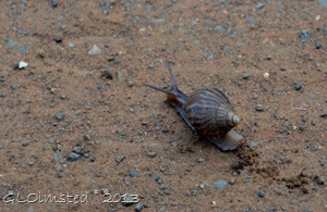 Snail Kruger NP SA