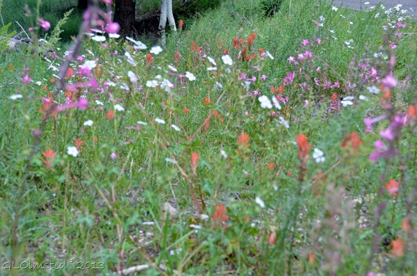 Wildflowers Walhalla Plateau NR GRCA NP AZ