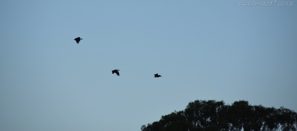 05 3739 Hadedas flying from dam at Rodene Farm Cottages Ceres SA (1024x452)