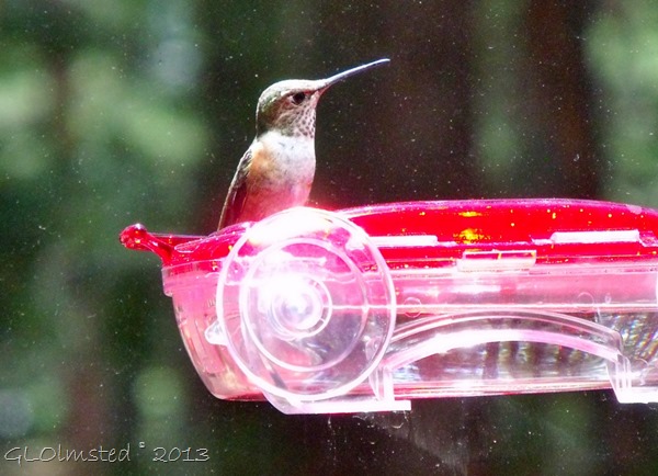 Rufuos hummingbird NR GRCA NP AZ