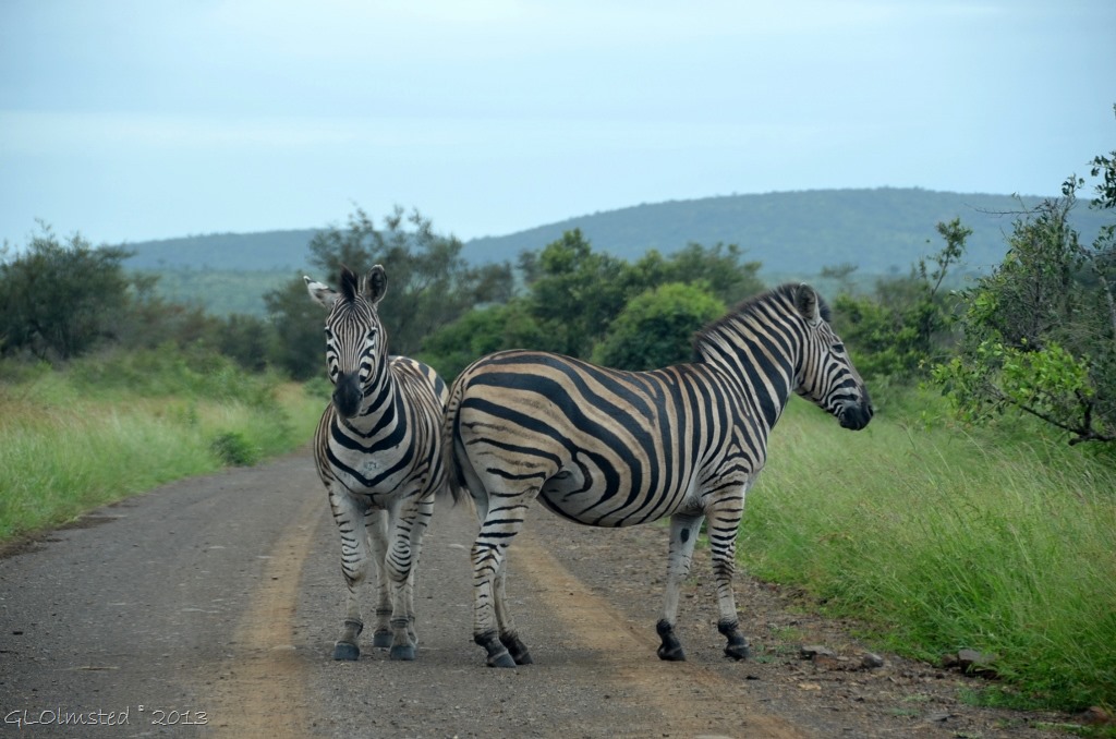Burchells Zebras Kruger NP SA