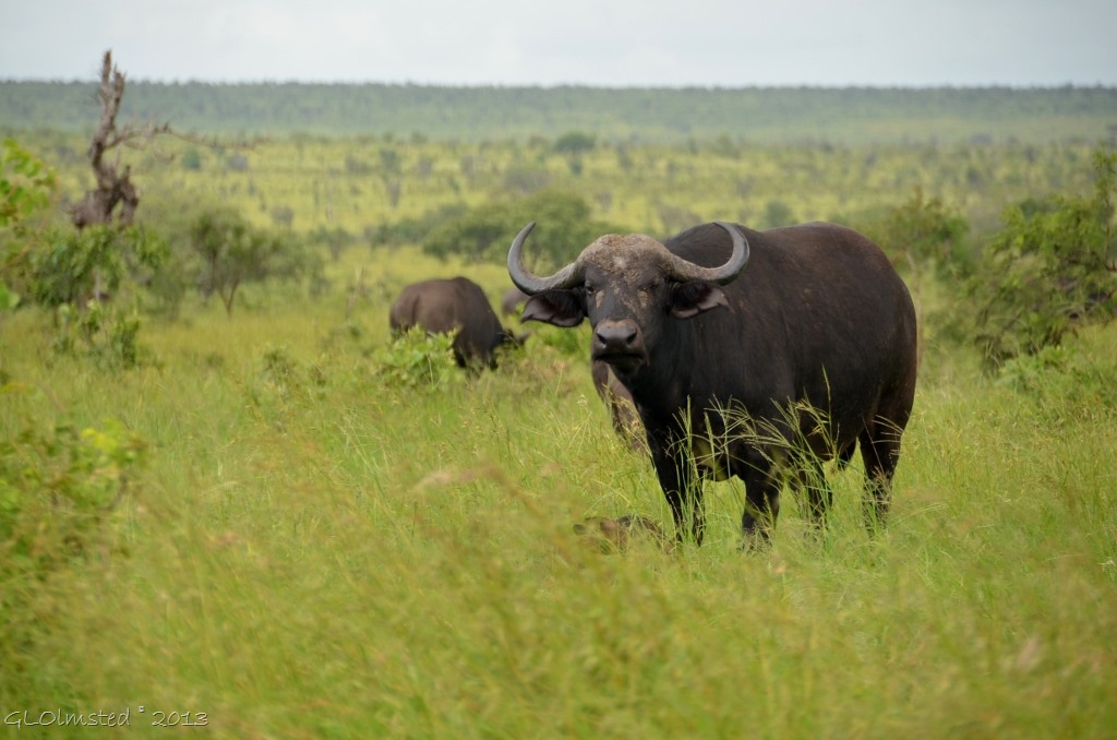 Buffalo Kruger NP SA