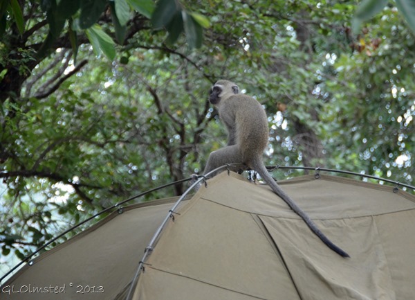 Vervet monkey on tent Berg-en-Dal camp Kruger NP SA