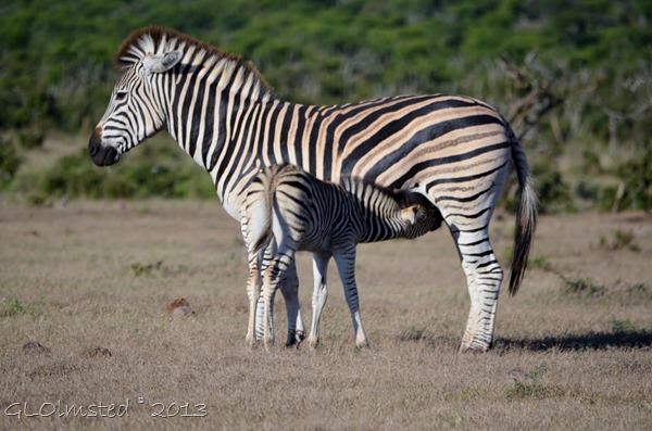 Zebras Addo Elephant NP SA