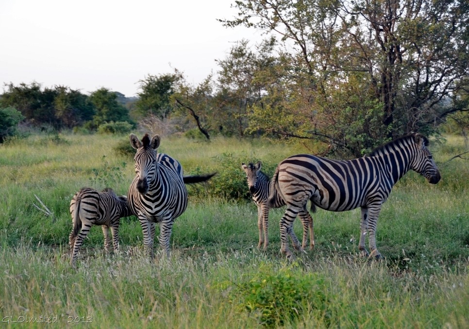 Zebras Kruger NP SA
