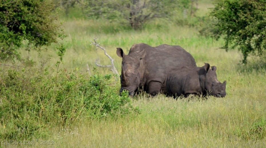 White Rhinos Kruger NP SA