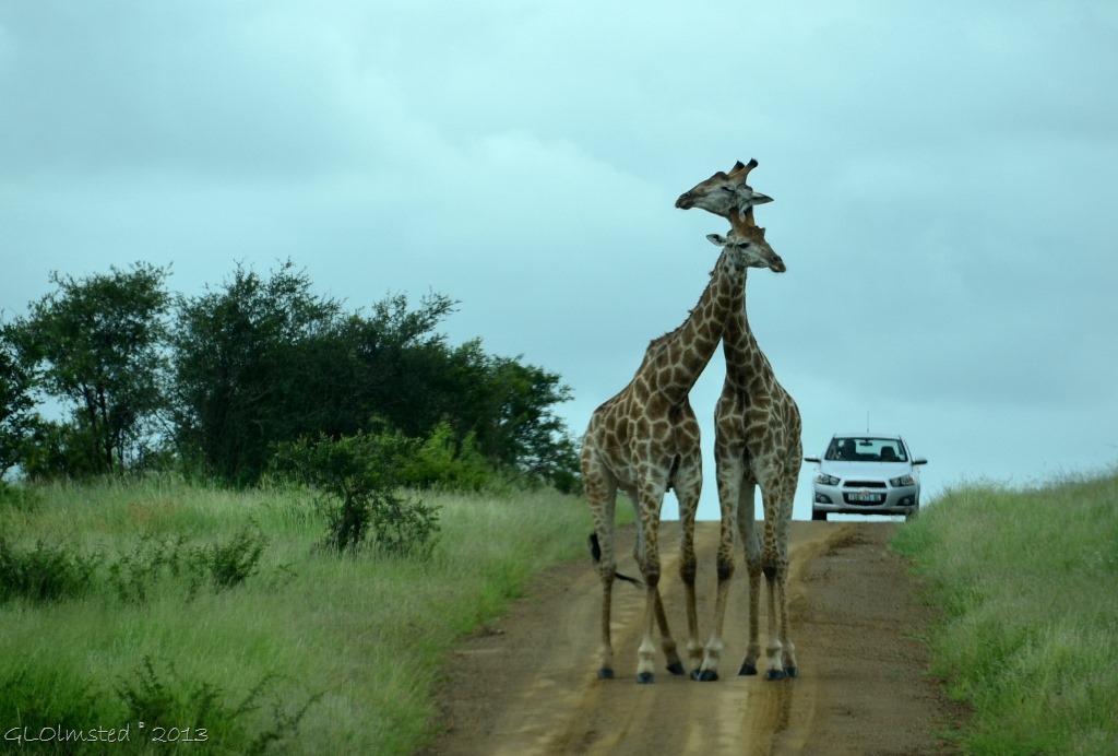 Giraffes Kruger NP SA