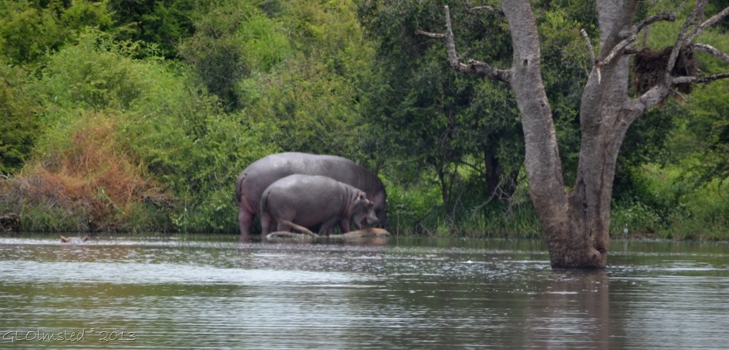 Hippopotamus Kruger NP SA
