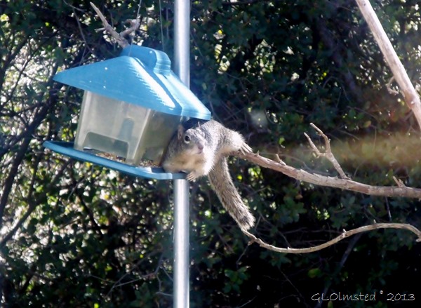 Squirrel on bird feeder Yarnell AZ