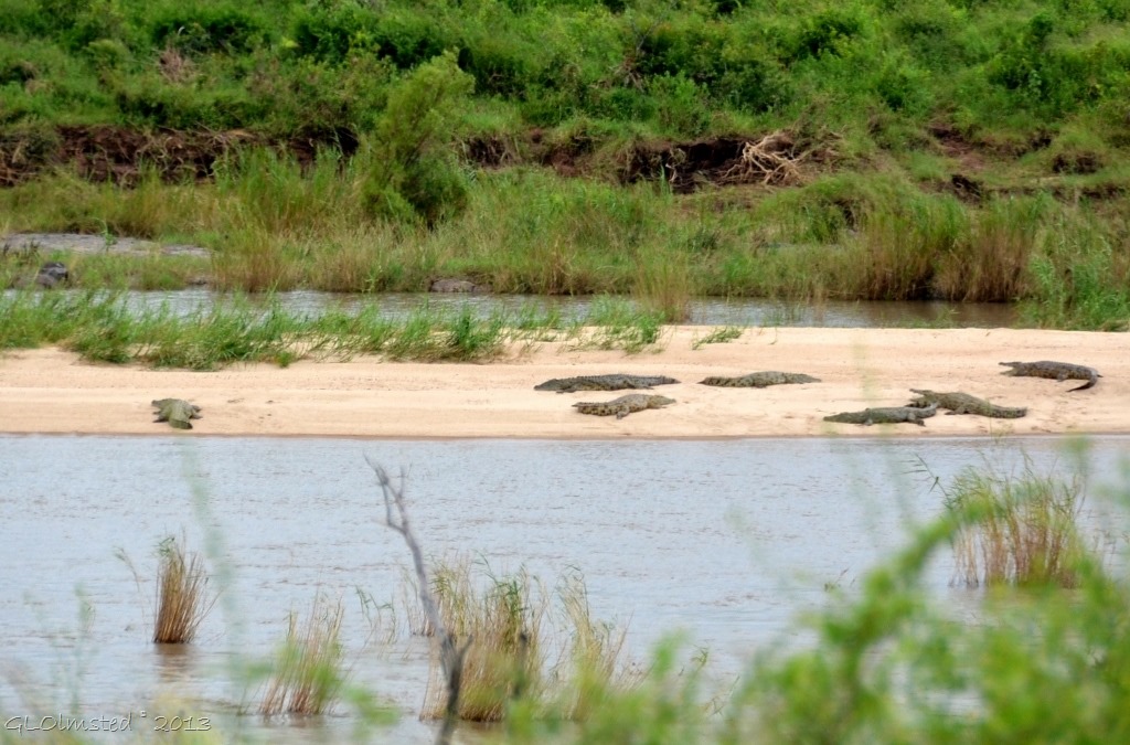 Crocodiles on sandbank Kruger NP SA