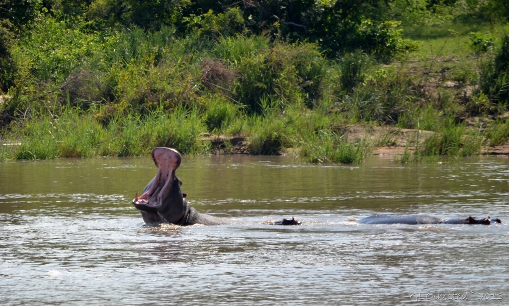 Hippopotamus yawning Kruger NP SA