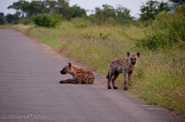 Spotted Hyenas Kruger NP SA