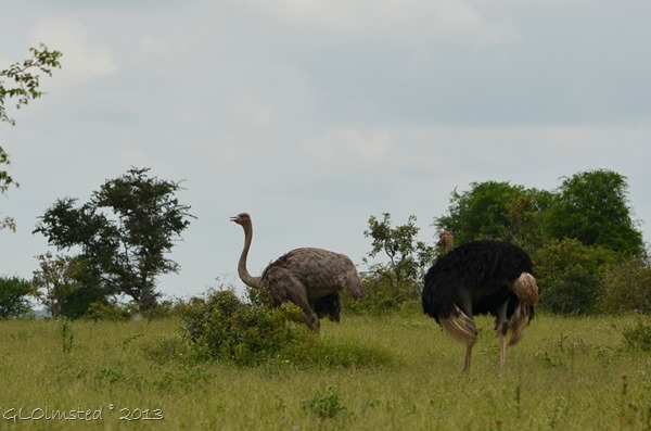 Ostrich Kruger NP SA