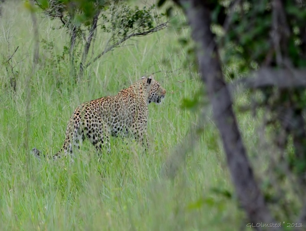 Leopard Kruger NP SA