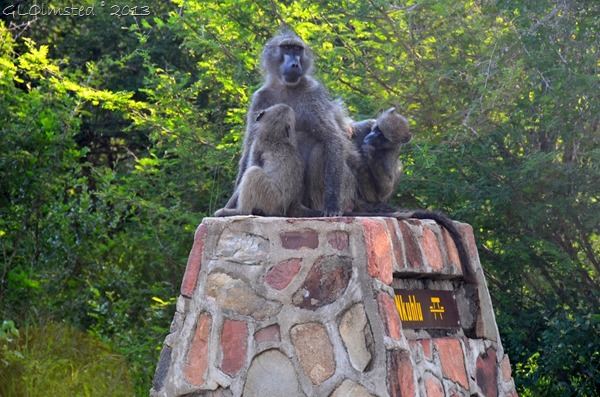 Baboons Kruger NP SA