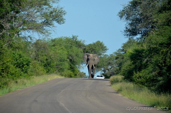 Elephant Kruger National Park South Africa