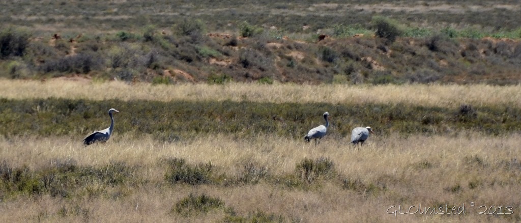 Blue cranes along Nieu-Bethesda Road Great Karoo South Africa