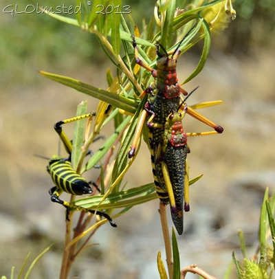 Green Milkweed Locust along Nieu-Bethesda Road Great Karoo South Africa