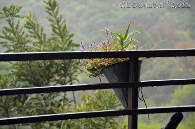  Raindrops on fence & plants Wild Spirit Backpackers Lodge Nature's Valley South Africa