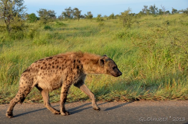 Spotted Hyena Kruger National Park South Africa