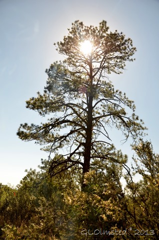 Ponderosa Pine Timp Point Kaibab National Forest Arizona