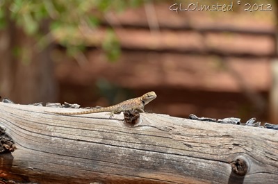 Collared lizard at Lonely Dell Ranch Lees Ferry Arizona