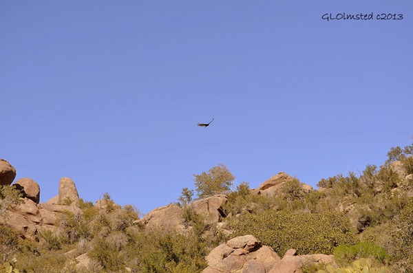 Turkey vultures soaring over Weaver Mts Yarnell Arizona