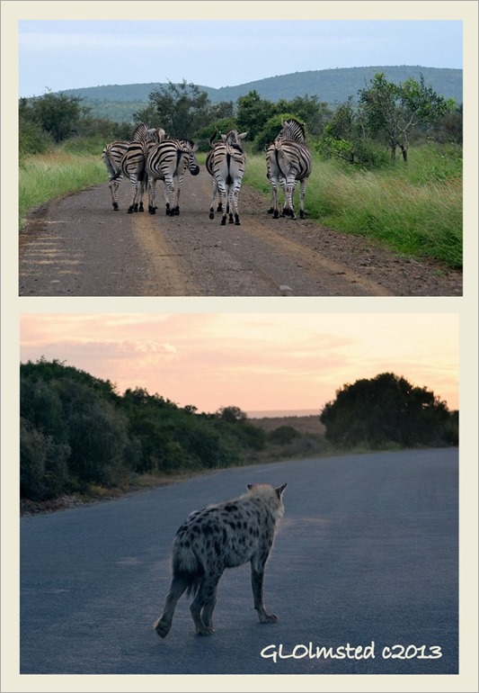 Animal butts on the road South Africa