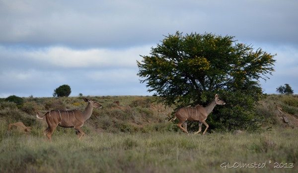 Kudus Mountain Zebra National Park Eastern Cape South Africa