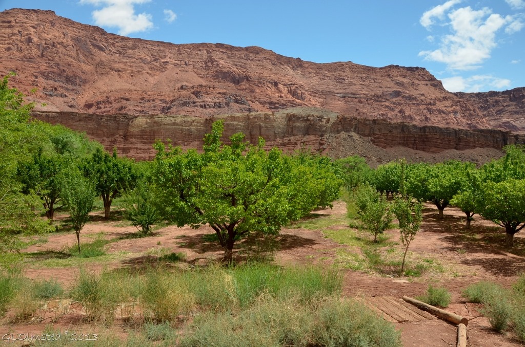 Orchard at Lonely Dell Ranch Lees Ferry Arizona