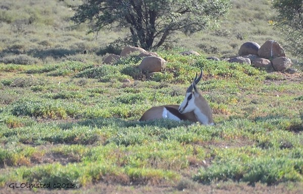Springbok Camdeboo National Park Eastern Cape Graaff-Reinet South Africa