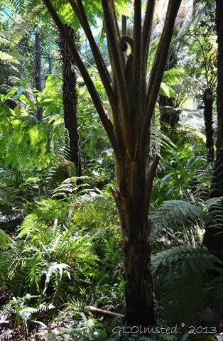 Giant fern Inside large greenhouse Stellenbosch Botanical Garden South Africa