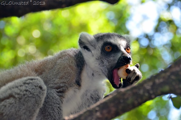 Ring-tailed Lemur at Monkeyland Plattenberg Bay South Africa